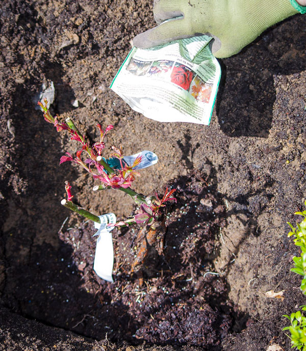 Roseplanting_24_