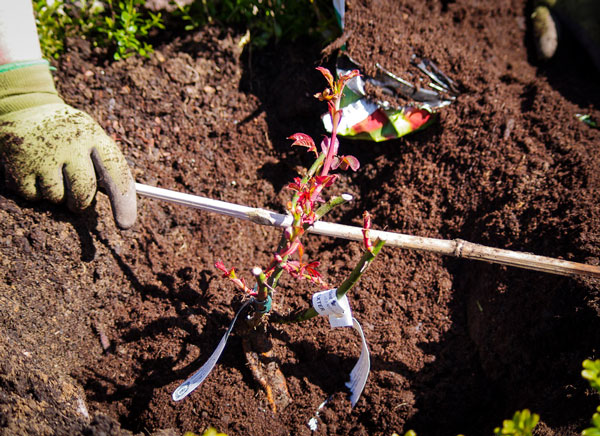 Roseplanting_26_