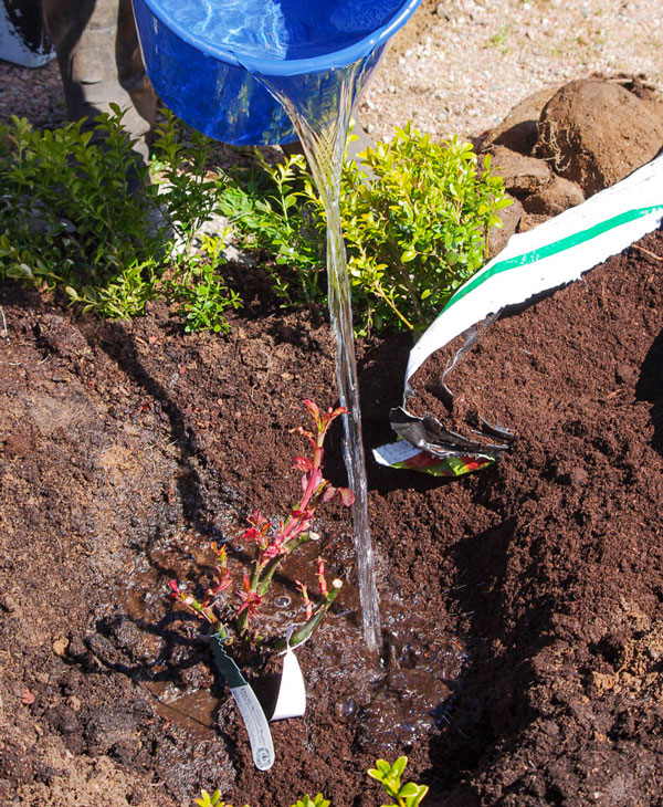 Roseplanting_27_
