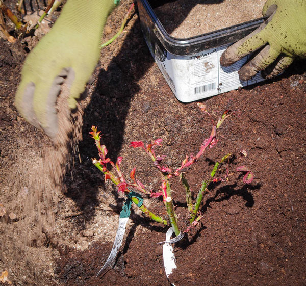 Roseplanting_28_
