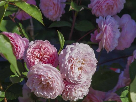 SLIK PLANTER DU ROSER