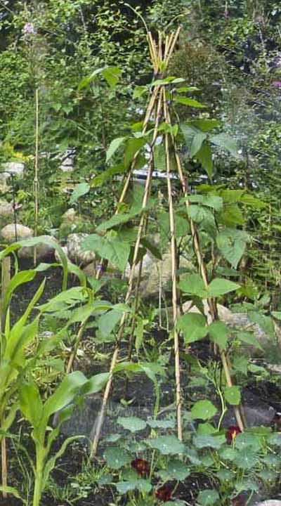 Plante aspargesbønner24_