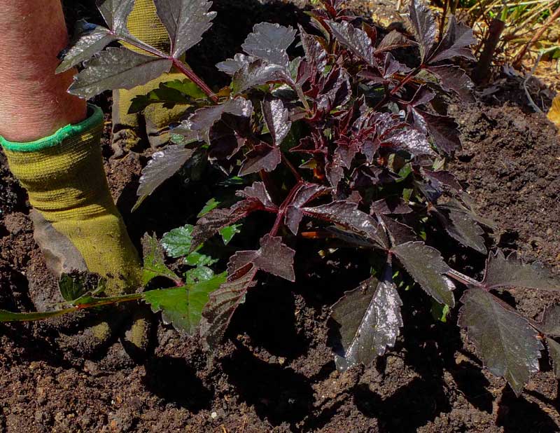 Trykk jorden godt ned rundt georgineplanten.