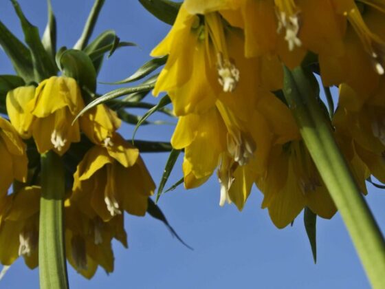HVA MÅ GJØRES MED VÅRBLOMSTRENDE LØK?