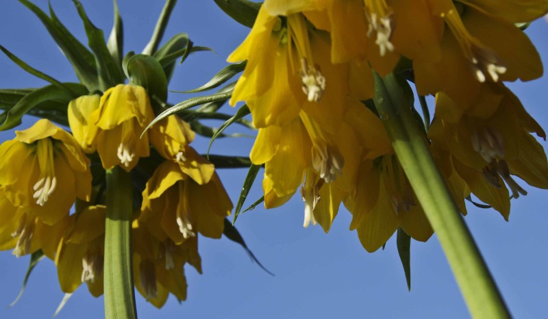 HVA MÅ GJØRES MED VÅRBLOMSTRENDE LØK?