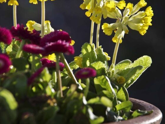 PLANTER I KRUKKER NÅ I STARTEN AV MAI