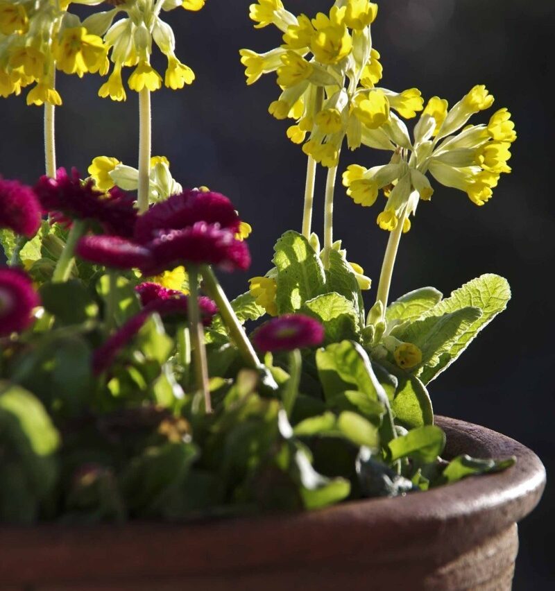 PLANTER I KRUKKER NÅ I STARTEN AV MAI