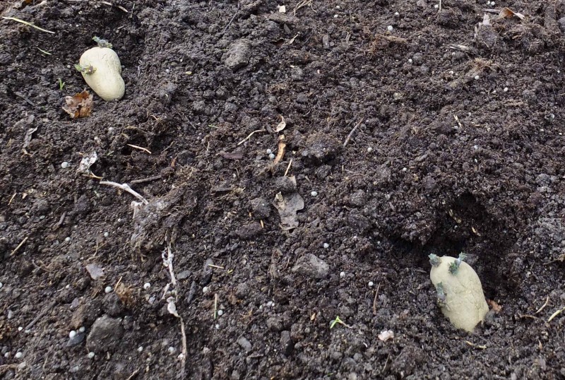 Settedybden kan maks være 7-8 cm. Blir det dypere bruker groene for lang tid for å nå jordoverflaten. Jeg kommer tilbake til hypping av poteter litt senere når potetriset er ca 20 cm høyt..