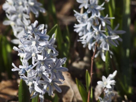 VÅRBLOMSTER
