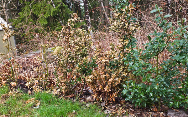 svidd-ilex_20_