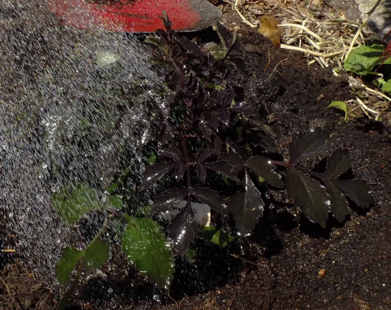 Vann godt. Både nårdu har fylt haveis med jord rundt planten, og når du er helt ferdig med plantingen.