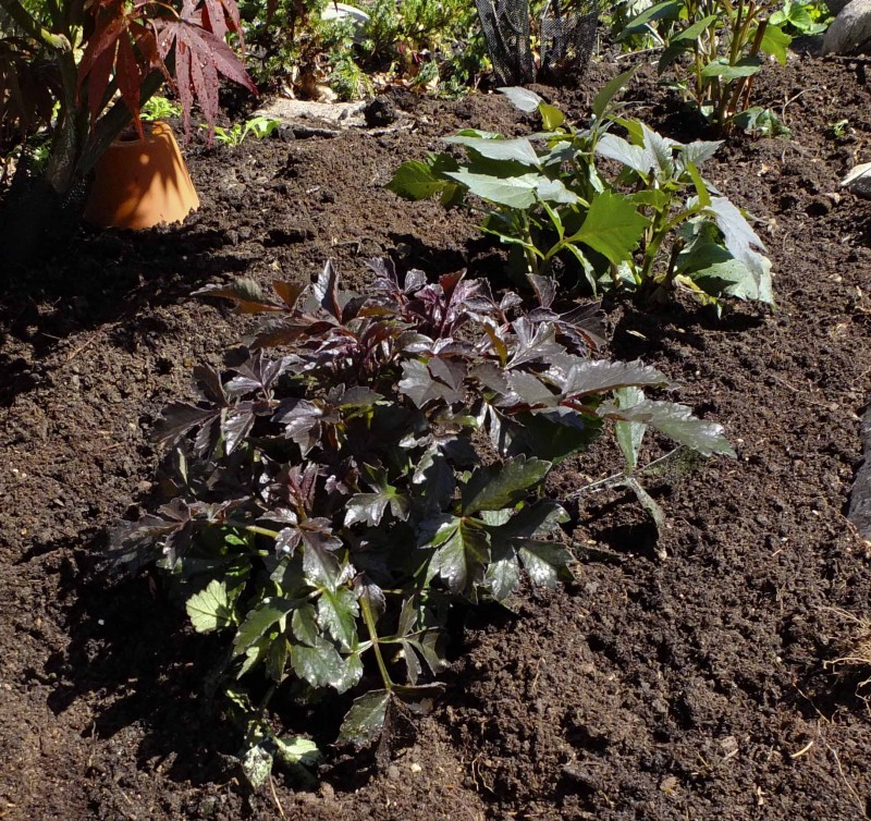 Pass på at det er ok med plass mellom hver plante. Georginer blir ofte vide. Vær obs på at de vil trenge støtte når de vokser seg høyere.