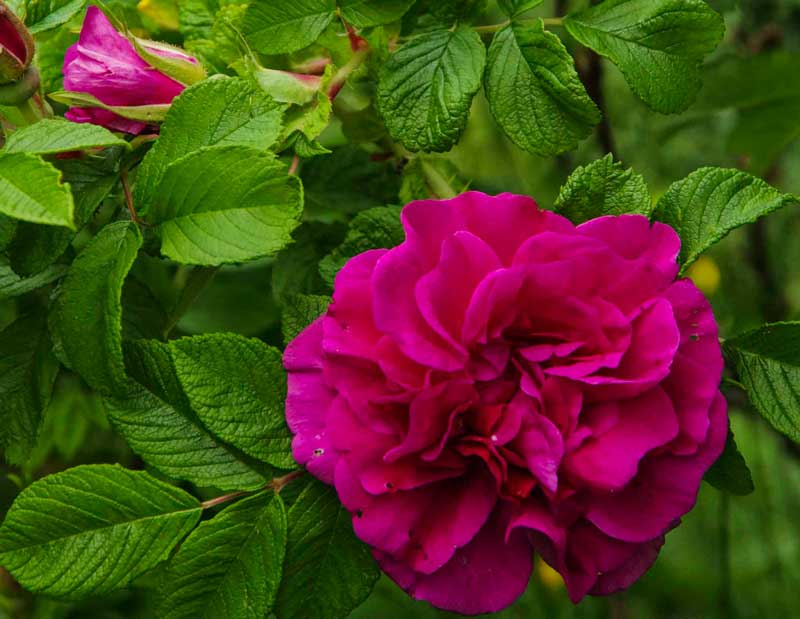Rosa rugosa "Hansa". Fylte roser fremfor enkle som på Rosa rugosaen.