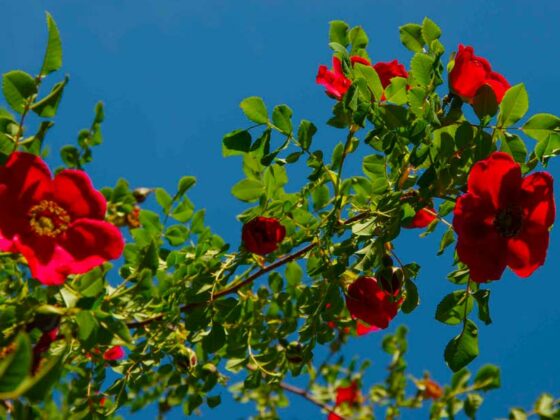ENGANGSBLOMSTRENDE ROSER