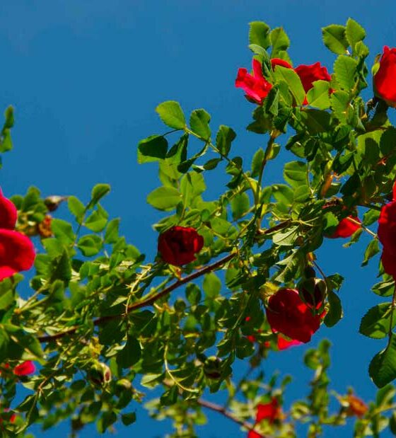 ENGANGSBLOMSTRENDE ROSER