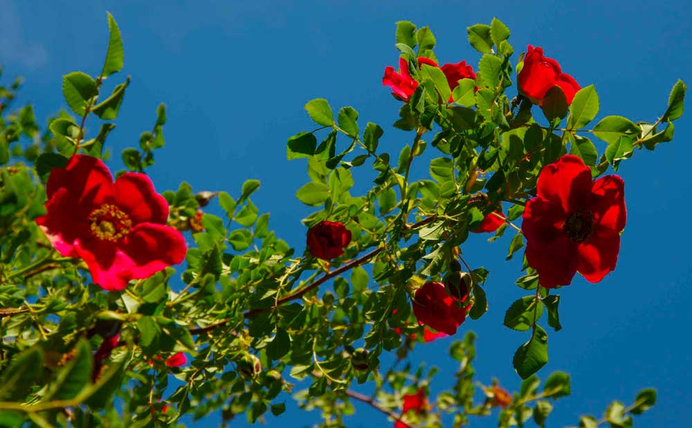 ENGANGSBLOMSTRENDE ROSER