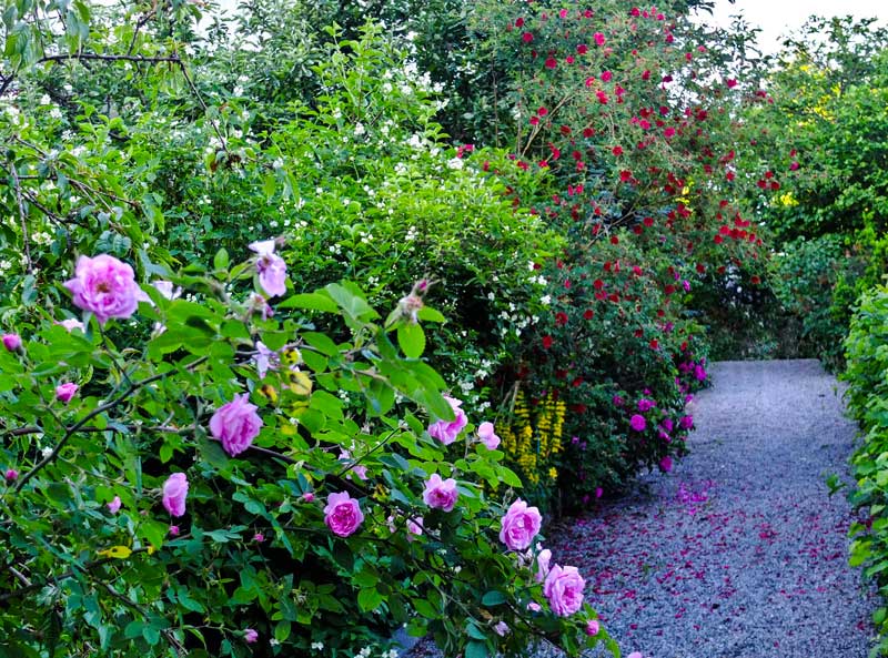 Hurdalsrose, Skjærsmin, Rosa Moyesii, Rosa Rugosa Hansa