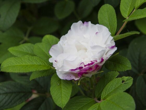 PLANTER SOM BLOMSTRER MIDT I JUNI