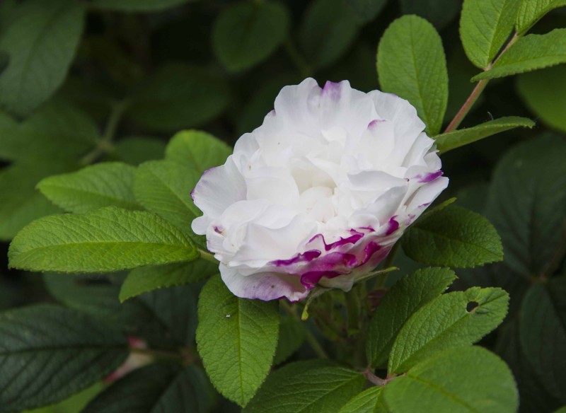 PLANTER SOM BLOMSTRER MIDT I JUNI
