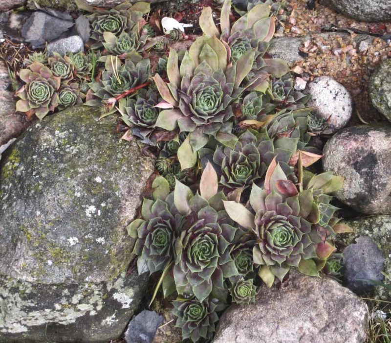 Sempervivum cc10