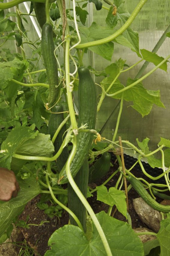 Jeg kjøpte agurkplante. Når du har plass til bare en plante, er det ingen vits i å så en pose med fem, seks frø.
