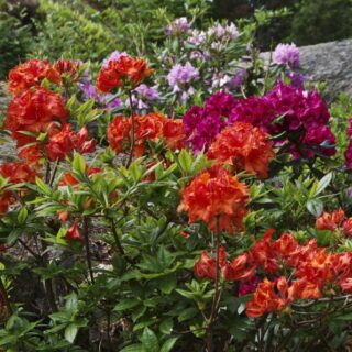 DYRKING AV BLOMSTERERTER