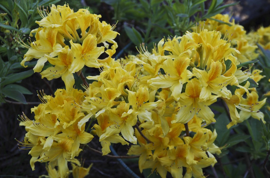 Bladfellende Rhododendron. Også kalt Azalea. Trives med litt mere sol enn de eviggrønne.
