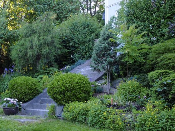 BUKSBOM, BUXUS