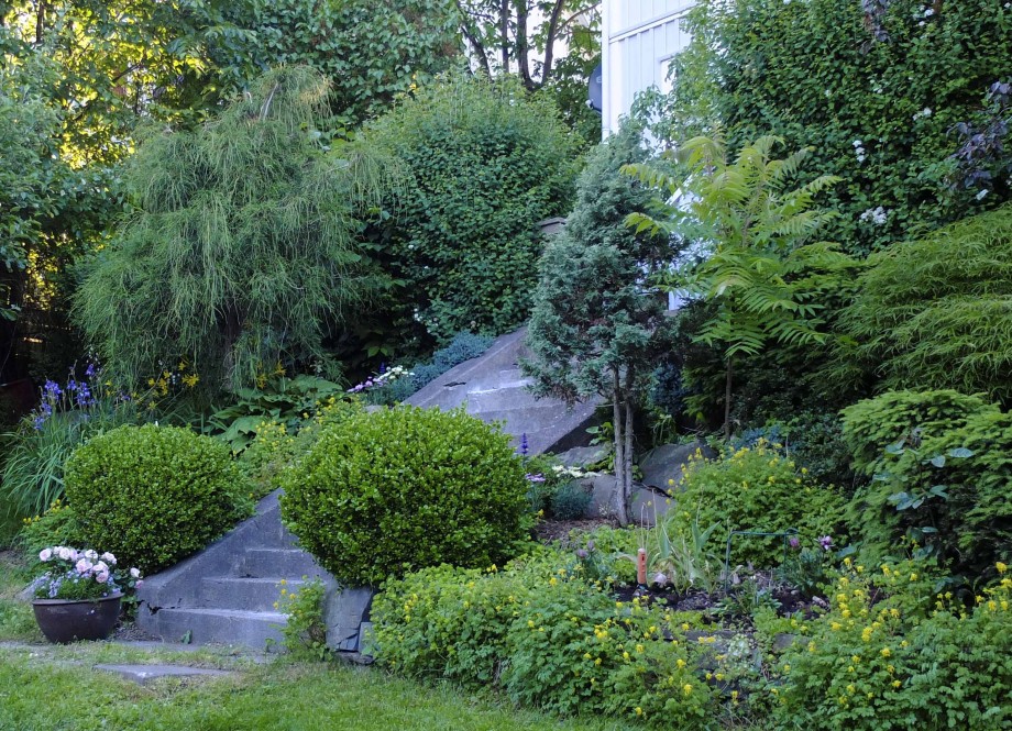 BUKSBOM, BUXUS