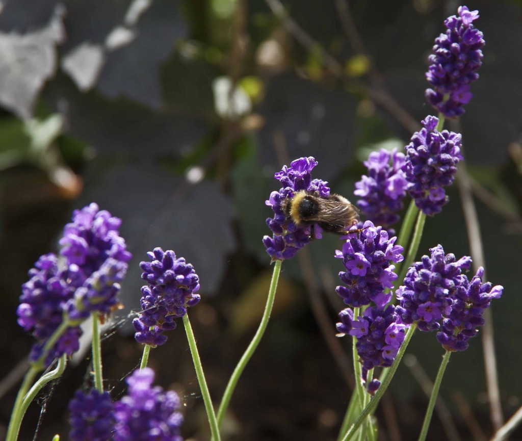 frossen lavendel22_