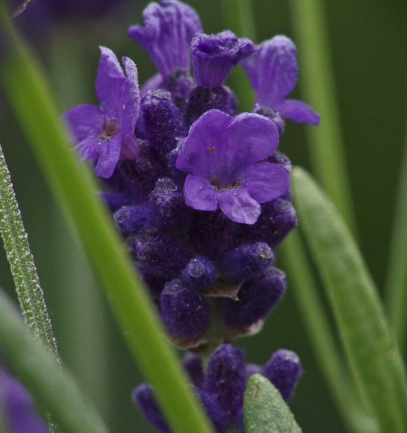 STELL AV LAVENDEL