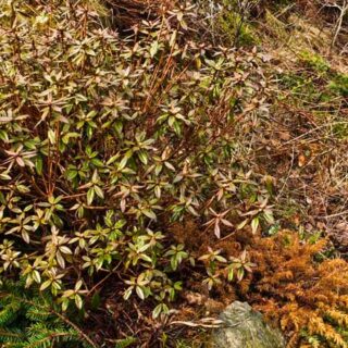 BUKSBOM, BUXUS