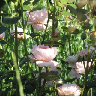 PLANTER SOM BLOMSTRER MIDT I JUNI