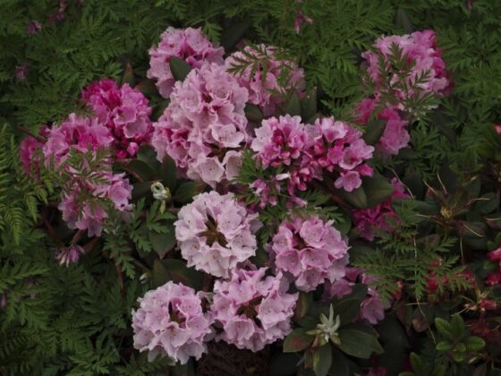 FJERN VISNE BLOMSTER FRA RHODODENDRON