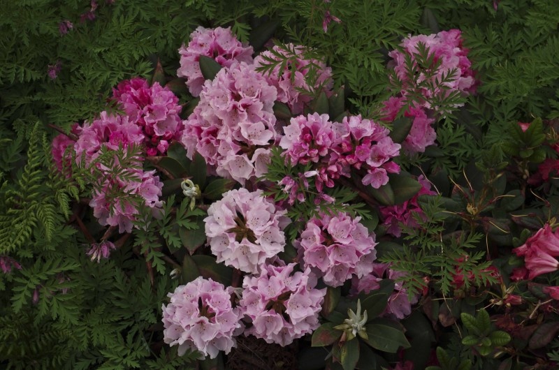 FJERN VISNE BLOMSTER FRA RHODODENDRON
