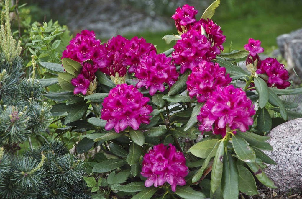 Rhododendron Nova Zembla. denne plantet jeg i fjor sammen med en dvergfuru og blåbærbusker
