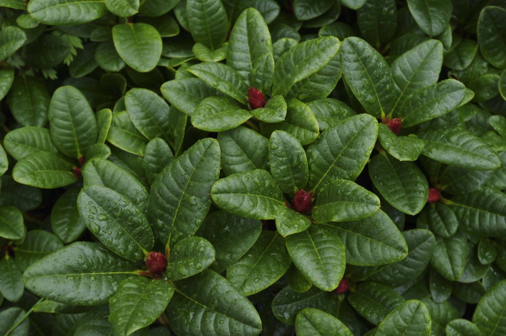 Dette er en rød, lavtvoksende type. Bildet er tatt på høsten i fjor for å vise hvor flotte blader rhododendron kan ha.