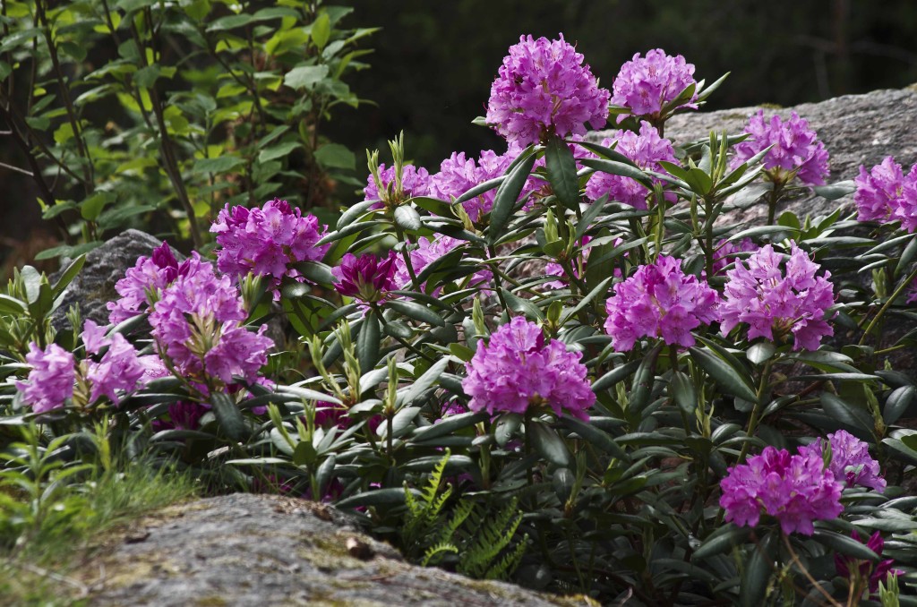 Rhododendron catawbiense , kanskje den mest standard rhododendronen som finnes. Den trivdes godt så langt nord som Trondheim. Sorten blir nokså stor og vid.