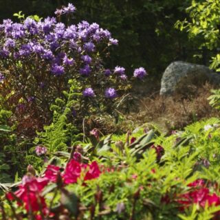 FJERN VISNE BLOMSTER FRA RHODODENDRON