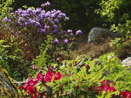 SLIK STELLER DU RHODODENDRON