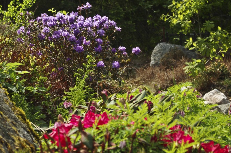 SLIK STELLER DU RHODODENDRON