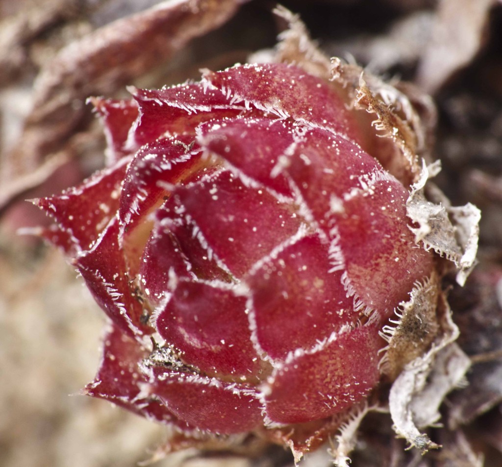 Sempervivum 5