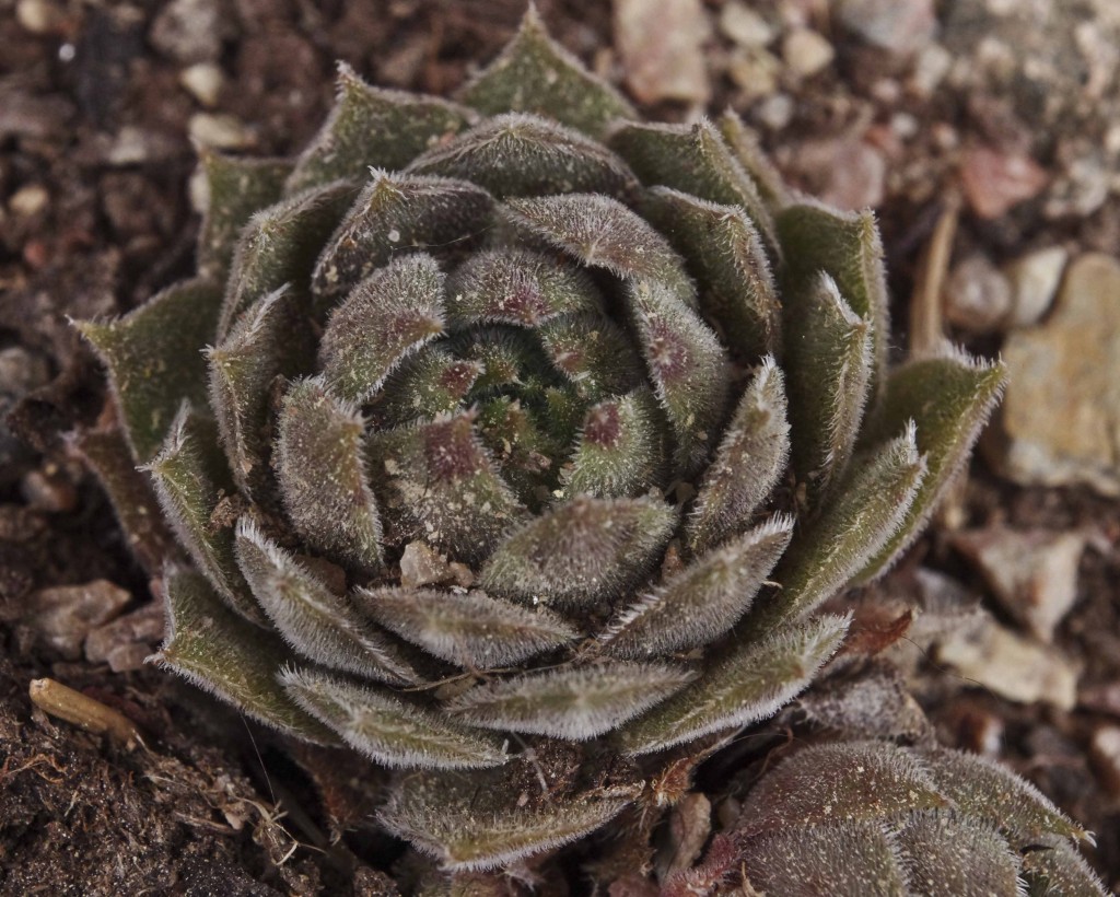 Sempervivum 6