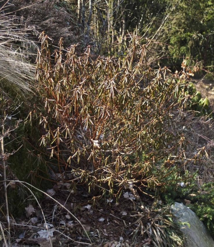 Rhododendron russatum. Småbladet, blålig rhododdendron. Jeg var helt sikker på at den var død