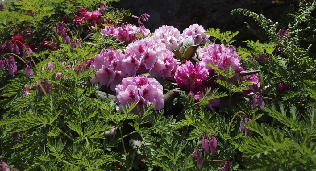Her har småhjerteblomst vokst opp igjennom en lavtvoksende ros rhododendron jeg ikke husker navnet på