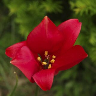 ENGANGSBLOMSTRENDE ROSER