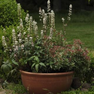 PLANTER SOM BLOMSTRER MIDT I JUNI
