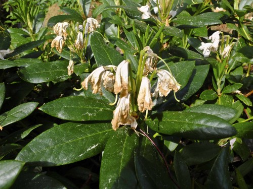 Det ser ikke pent ut med visne blomster på rhododendronbusken.