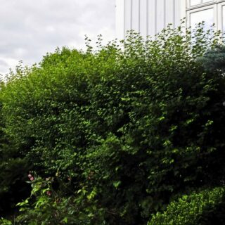 HVA GJØR DU MED INNEPLANTENE I FERIETIDEN?