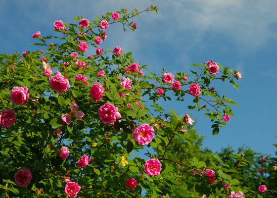 HURDALSROSE